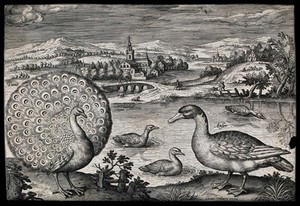 view A peacock and goose set in natural surroundings. Etching by A. Collaert, 17th century.