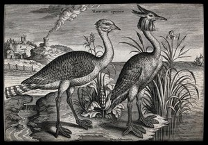 view Two rare water birds, one a grebe, set in natural surroundings. Etching by A. Collaert, 17th century.