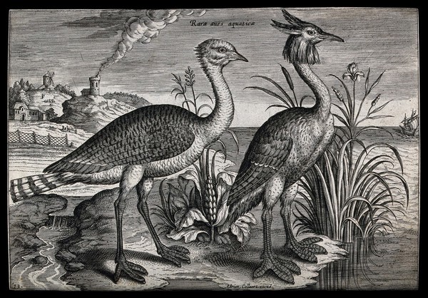 Two rare water birds, one a grebe, set in natural surroundings. Etching by A. Collaert, 17th century.