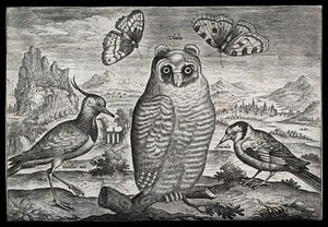 view A lapwing, an owl and a goldfinch set in natural surroundings. Etching by A. Collaert, 17th century.