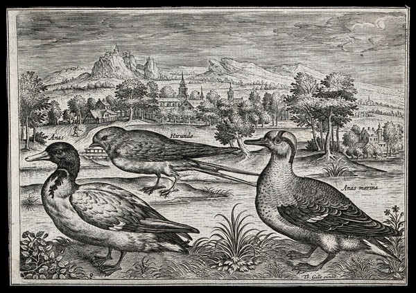 Two ducks and a swallow set in natural surroundings. Etching by T. Galle, 17th century.
