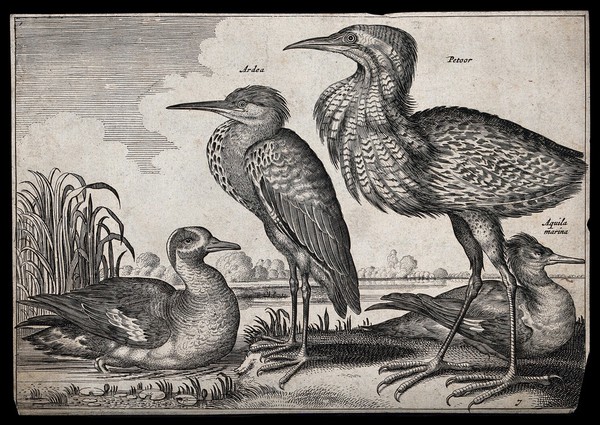 Two herons and several other water birds set in natural surroundings. Etching, 17th century.