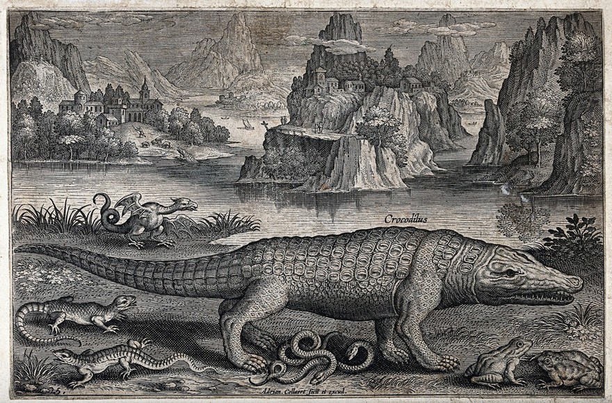 A crocodile with other reptiles on the bank of a river. Etching by A. Collaert, 16--.