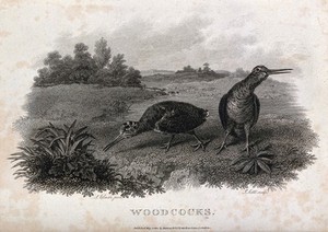 view Two woodcock foraging by a lake. Etching by J. Scott, ca. 1801, after S. Elmer.