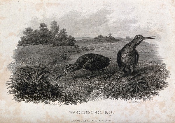 Two woodcock foraging by a lake. Etching by J. Scott, ca. 1801, after S. Elmer.