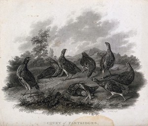 view A covey of partridges. Etching by J. Scott, ca. 1801, after S. Elmer.