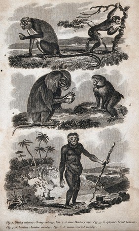 Five apes: orangutan, Barbary ape, baboon, leonine monkey and varied monkey. Etching by J. Scott, ca. 1808.