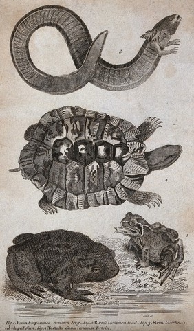 A common toad, frog, tortoise and eel-shaped siren. Etching by J. Scott, ca. 1808.