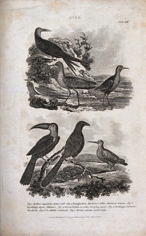 view Seven birds: water rail, toucan, skimmer, avocet, woodcock, redshank and lesser tern. Etching by J. Scott, ca. 1808.