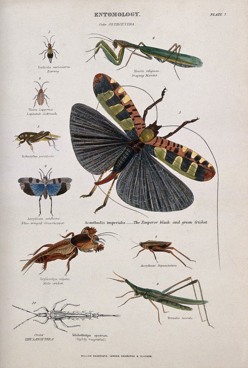 Ten insects, including the earwig, cockroach, grasshopper, praying mantis, cricket and mole cricket. Coloured engraving by J. W. Lowry after C. Bone.