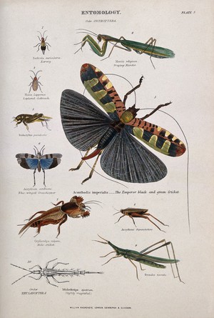 view Ten insects, including the earwig, cockroach, grasshopper, praying mantis, cricket and mole cricket. Coloured engraving by J. W. Lowry after C. Bone.