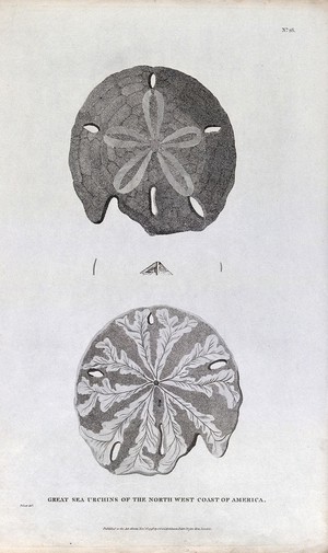 view Great sea urchins of the North West Coast of America. Etching after B. L. Prevost, ca. 1798.