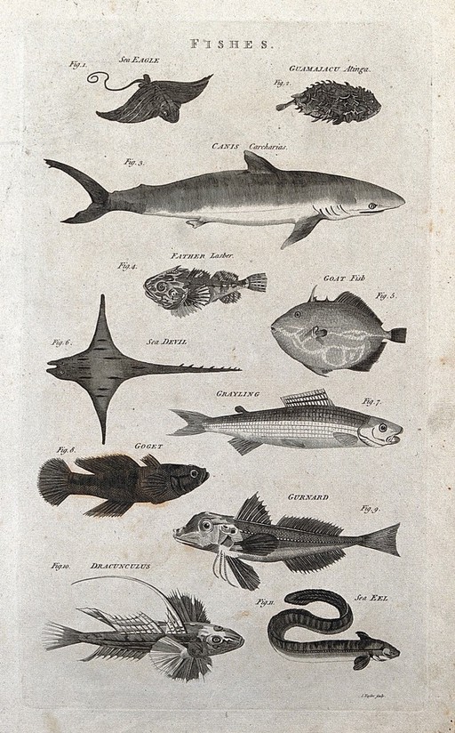 Eleven fishes, including shark, goat fish, grayling and sea eel. Engraving by I. Taylor.