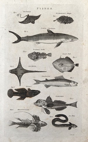 view Eleven fishes, including shark, goat fish, grayling and sea eel. Engraving by I. Taylor.