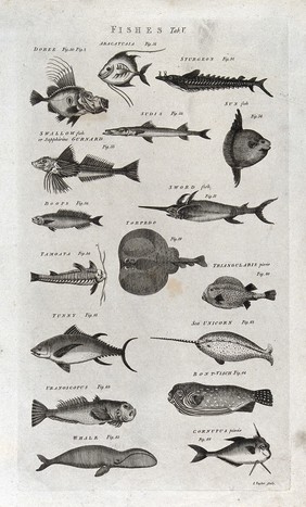 Seventeen fishes; including a sturgeon, sword fish, narwhal and whale. Engraving by I. Taylor.