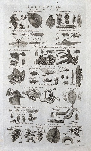 view Fifteen different insects and the plants they live on. Engraving by I. Taylor.