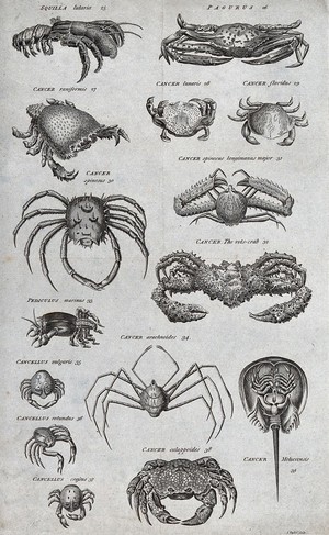 view Thirteen types of crab and two other marine crustaceans. Engraving by I. Taylor.