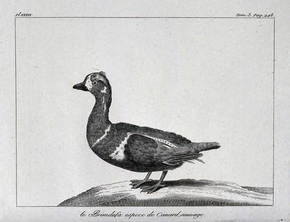 A type of mallard duck. Etching.