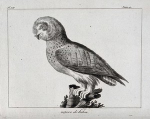 view A type of owl. Etching.