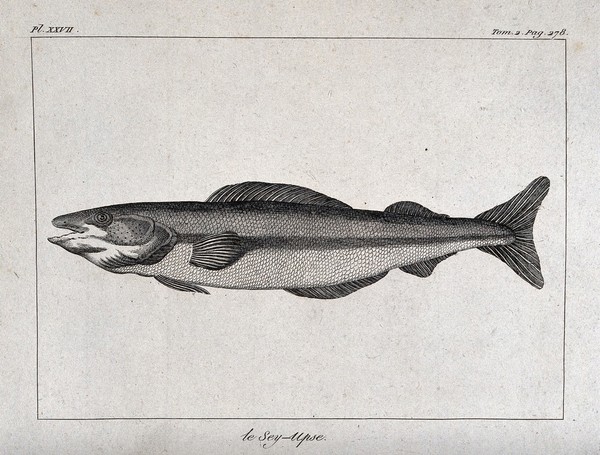 A type of fish, possibly a whiting. Etching.