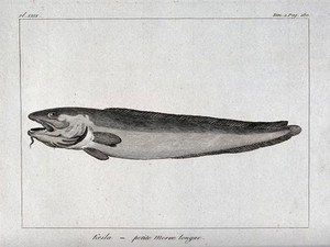 view A type of cod. Etching.