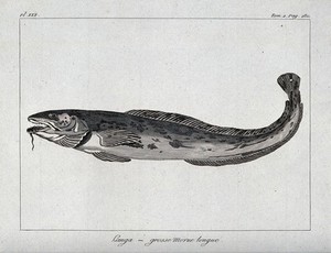 view A type of cod. Etching.
