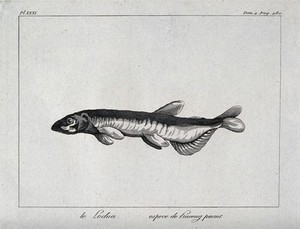 view A type of herring. Etching.