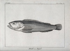 view A sea bream. Etching.