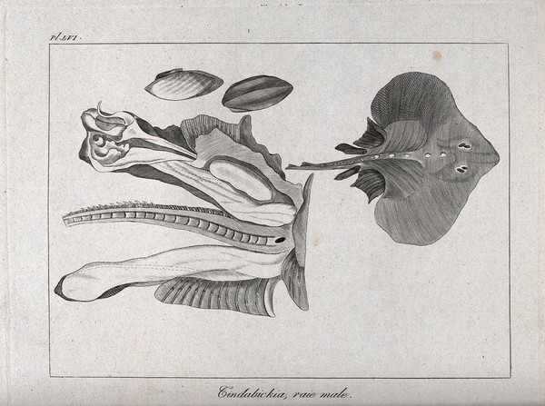 A dissection of a male ray or skate. Etching.