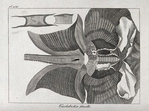 view A dissection of a female ray or skate. Etching.