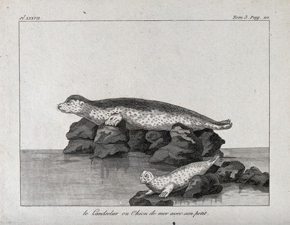 A common seal or sea-dog with its pup. Etching.