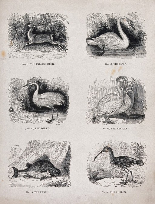 A fallow deer, perch and four wading or water birds. Wood engraving by M. U. Sears, ca. 1800.