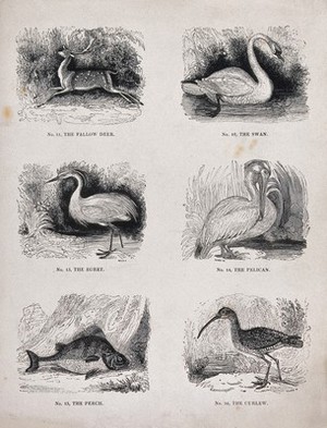 view A fallow deer, perch and four wading or water birds. Wood engraving by M. U. Sears, 18--.