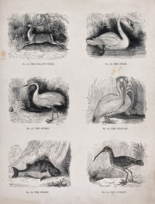 A fallow deer, perch and four wading or water birds. Wood engraving by M. U. Sears, 18--.