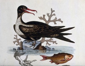 view A greater frigate-bird (Fregata minor) and sea bass. Coloured etching by George Edwards, ca. 1758.