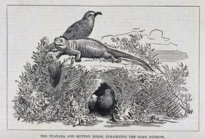 view A tuatara and gull sitting on top of a burrow which they share. Wood engraving.