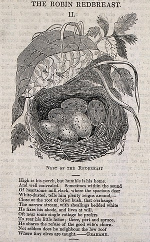 view The nest and clutch of eggs of a robin. Wood engraving, ca. 1850.