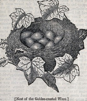 The nest and clutch of eggs of a wren. Wood engraving, ca. 1850.