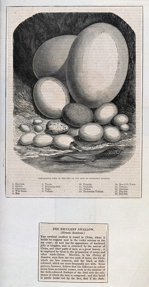 view Eighteen eggs from different animals ranging from an ostrich to a dog-fish. Wood engraving by J. Quartley, ca. 1850.