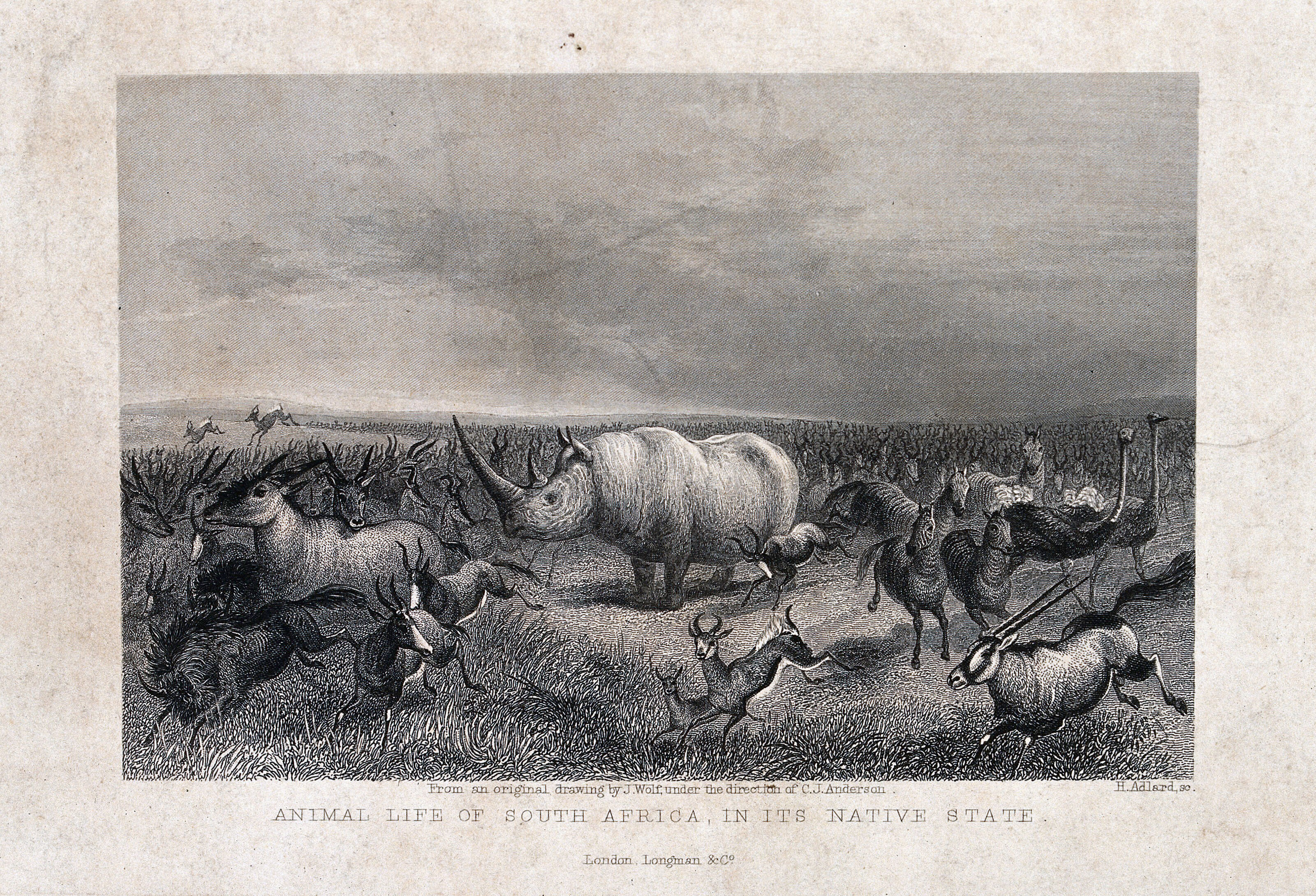 A Rhinoceros Stands In The Midst Of A Herd Of Stampeding