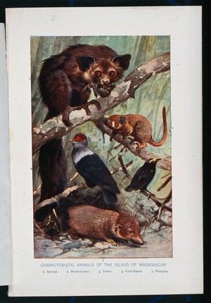 view Indigenous animals of the island of Madagascar, including aye-aye, a mouse-lemur, a tenrec, a fruit pigeon and a philepitta. Colour line block.