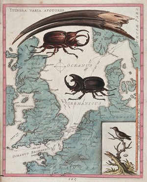 view Two stag beetles crawling over a map of the world underneath a large mandible. Coloured etching by G. Edwards.