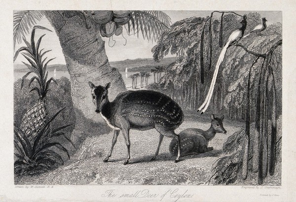 Ceylon: a deer with its fawn in a tropical rainforset surrounded by exotic birds and palm trees. Etching by J. Stephenson after W. Daniell.