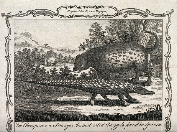 Guinea: an animal identified as a porcupine and another animal resembling a pangolin, standing in a tropical forest with elephants grazing in the background. Etching.