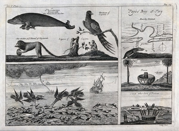 French Guiana: above, a sea-lion and a parakeet next to a map of Papo's bay; below, fish being devoured by birds in the open sea with a tornado raging in the background next to a cauldron with an animal inside standing between palm-trees. Etching by J. Kip.