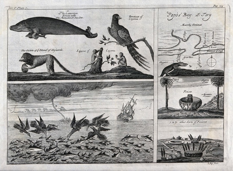 French Guiana: above, a sea-lion and a parakeet next to a map of Papo's bay; below, fish being devoured by birds in the open sea with a tornado raging in the background next to a cauldron with an animal inside standing between palm-trees. Etching by J. Kip., by Jan Kip