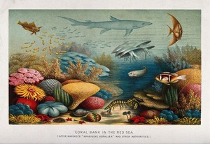 view A coral reef in the Red Sea. Colour line block after E. Haeckel.