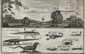 view Above, English and Dutch Forts in Accra; below, animals, including lizards, scorpions and worms. Etching by J. Basire after Smith.
