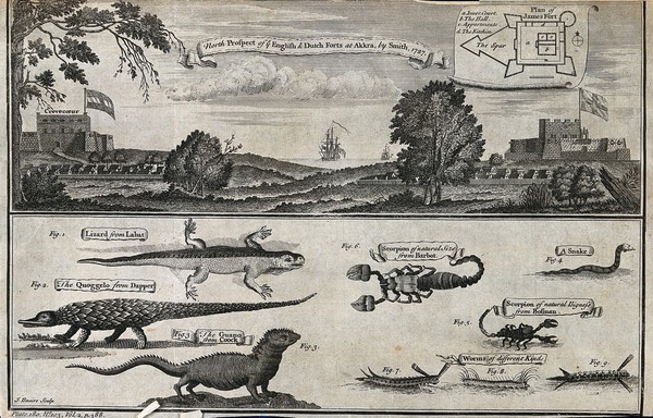 Above, English and Dutch Forts in Accra; below, animals, including lizards, scorpions and worms. Etching by J. Basire after Smith.