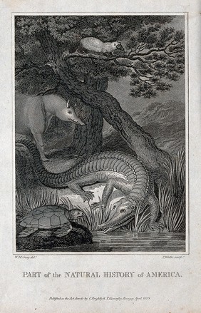 America: an alligator and a tortoise are about to slip into a river while a tapir and a wolverine look on. Engraving by T. Wallis after W. M. Craig.